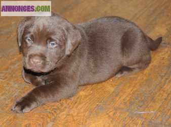 Chiots de type Labrador non lof