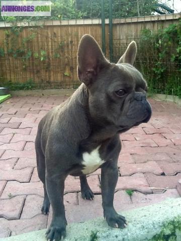 Bouledogue français Bleu