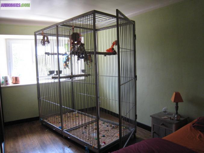 Volière perroquet