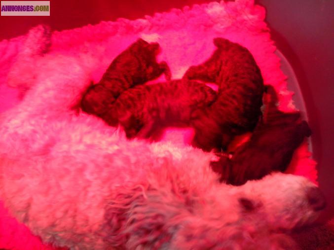 Chiots caniches nains gris lof