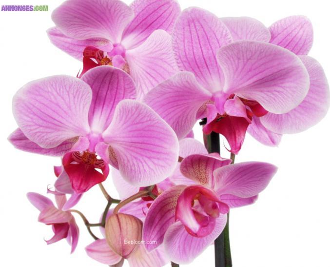Ne jetez pas vos orchidées