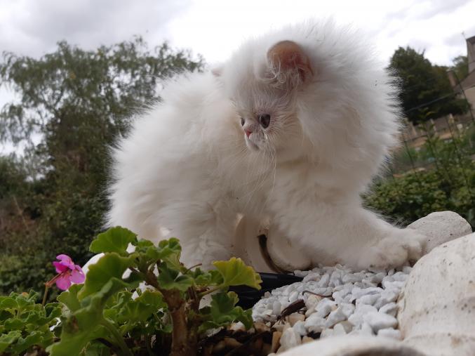 Chaton PERSAN LOOF