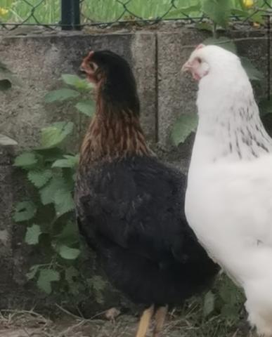 Vend poules pondeuses