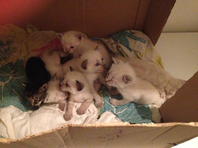 Donne chatons siamois/tigré