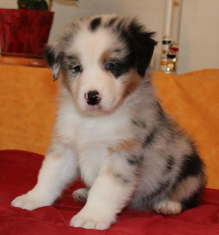 A donner Jolie chiot Berger Australien Femelle