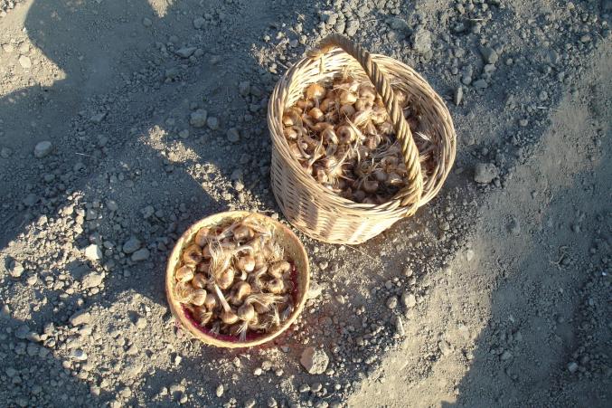 Vente bulbes de safran pour été 2019