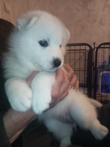 Chiots samoyède non lof