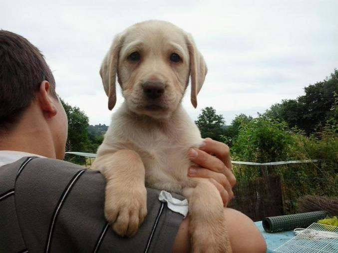 Chiot type labrador