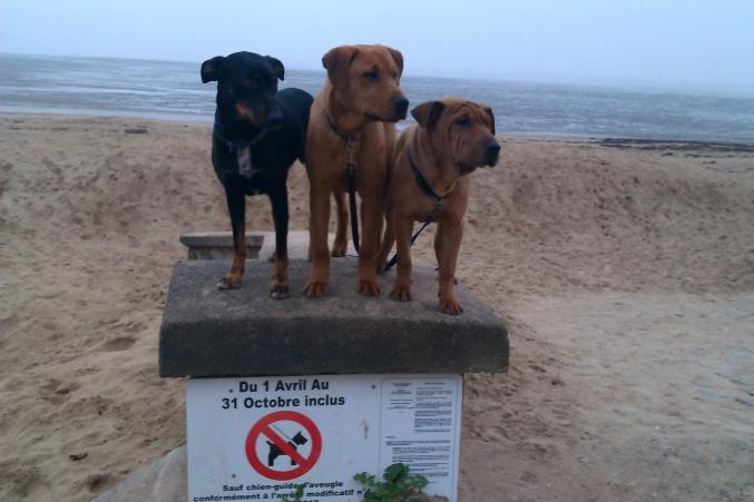 BABY SITTING ANIMAUX COMPAGNIES