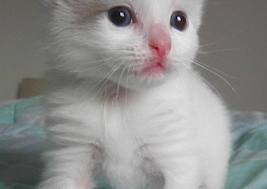 Chatons Ragdoll avec Pedigree