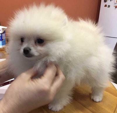 Offre de ma superbe chiot spitz