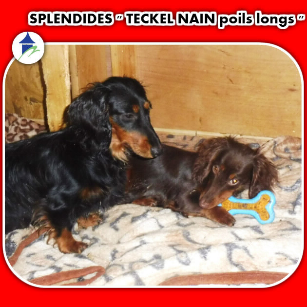 ADORABLES TECKEL NAIN poils long