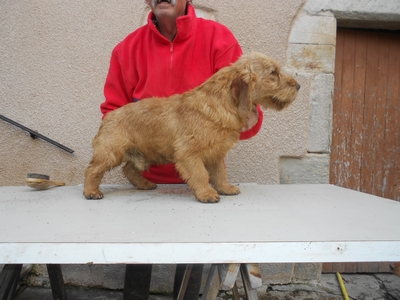 Basset Fauve de Bretagne LOF