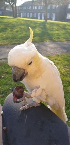 Adorable Perroquet Femelle Cacatoès Huppe  jaune