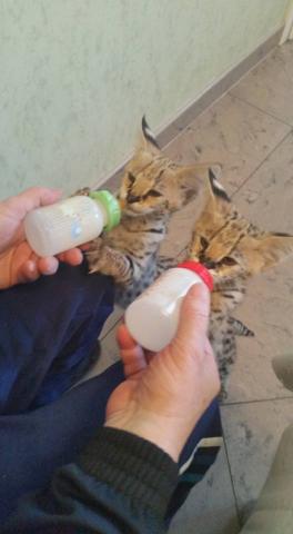 Serval et Savannah chatons caracal et ocelot disponibles.