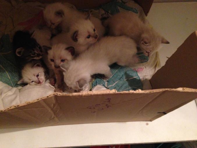 Donne chatons siamois/tigré