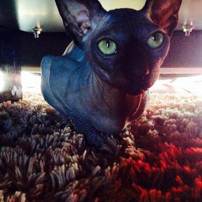 Attention ici vraie mâle pour saillie