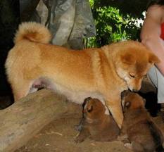 Chiots  shiba inu Lof