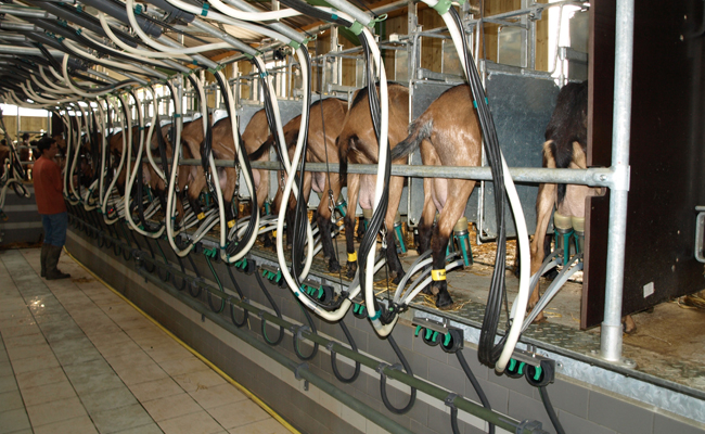 Recherche un emploi élevage de chèvres