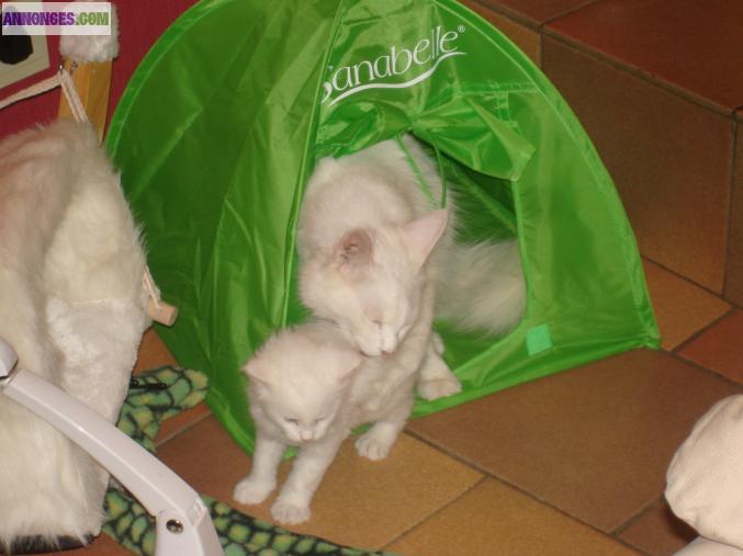 Maine coon mâle blanc a vendre