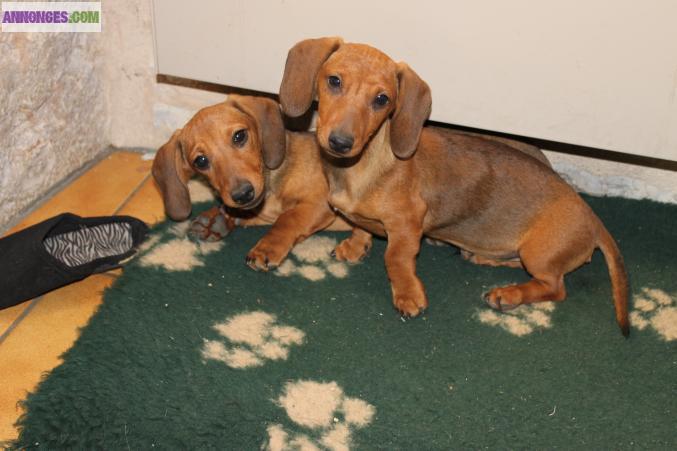 TECKELS KANINCHENS LOF