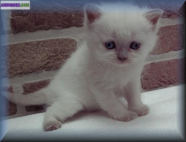 British Poil Court color point