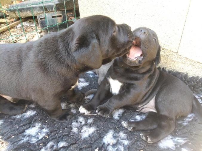 2 adorable Chiots de pure race cane corso