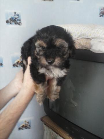 Chiot type croise yorck