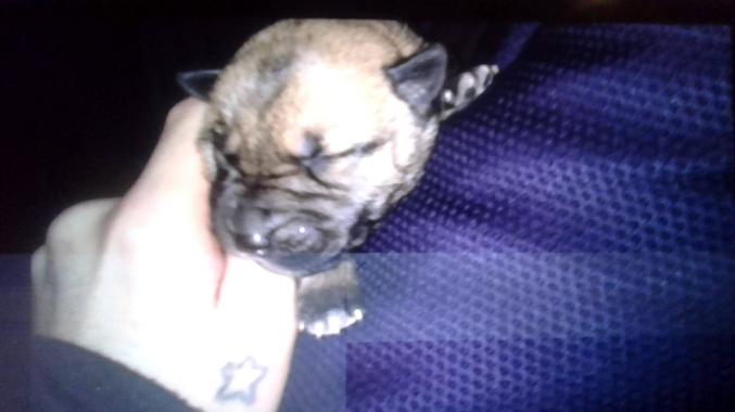 Chiots malinois males famelles