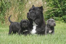 Chiots  de type cane corso de parents LOF 