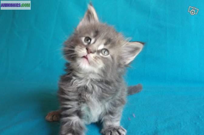 Magnifiques chatons main coon Loof