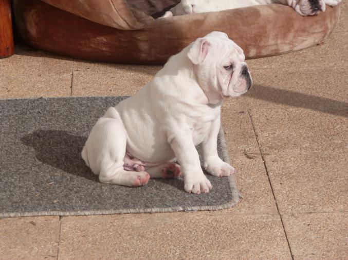 Chiot Bulldog anglais LOF - dispo de suite