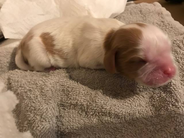 Chiot cavalier king charles lof 