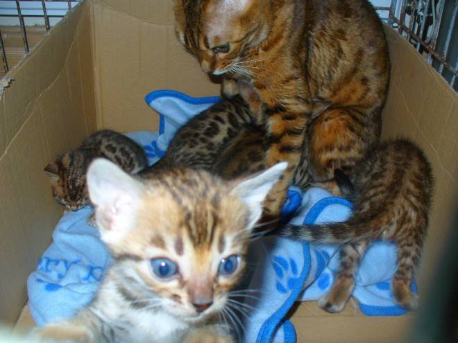 Superbes bengal loof