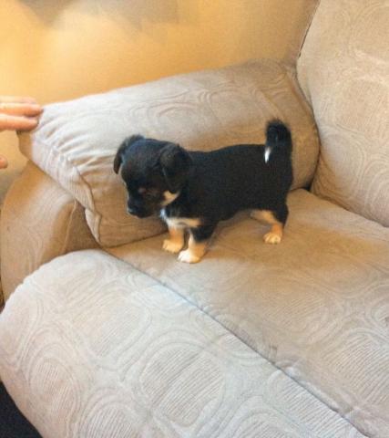 Adorable Chiot Chihuahua à donner