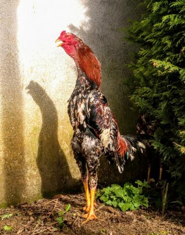 OEUFS Fécondés de COMBATTANTS