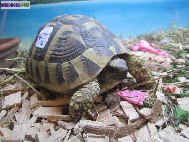 Tortues d'Hermann pucées et permis CITES