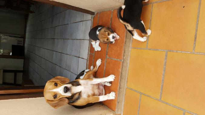 Chiots Beagles LOF