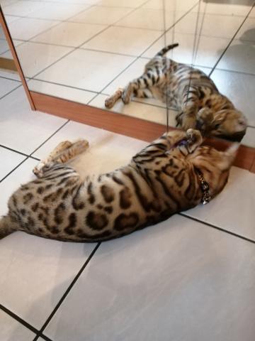 Bengal brown tabby spotted joueur communicant