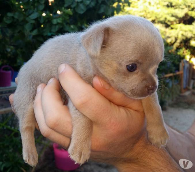 CHIOT CHIHUAHUA LAVANDE POILS COURTS