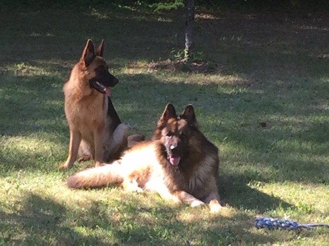 Chiots berger allemand