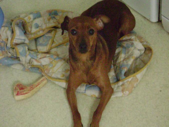 Chiot type pinscher nain
