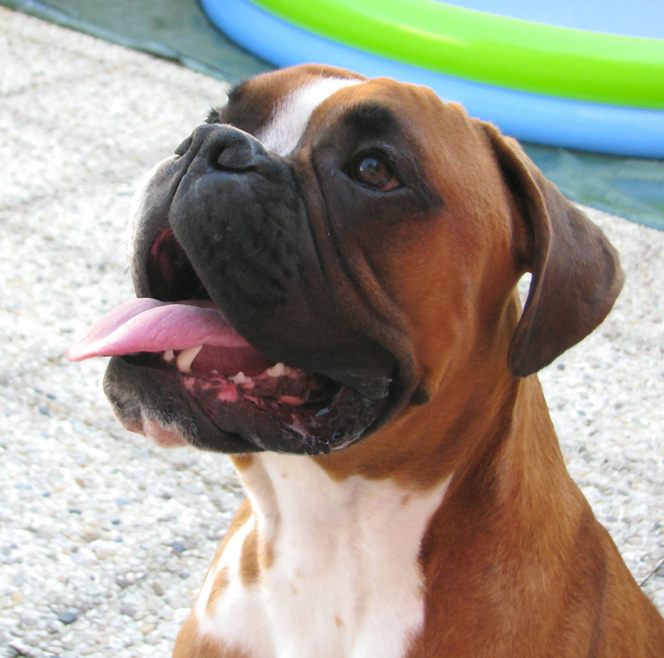 Gaspard, Boxer L.O.F. non confirmé pour saillie 