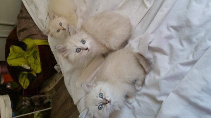Chatons siberiens