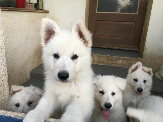 Berger Blanc Suisse LOF