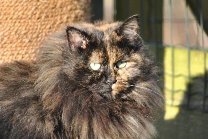 Kitty cat, quelle beauté et quelle douceur