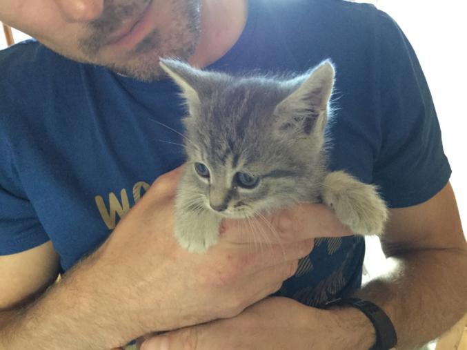 Oscar, magnifique tigré