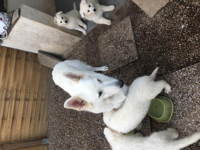 Berger Blanc Suisse LOF