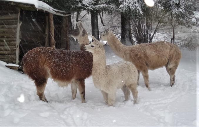 Jeune lama mâle éduqué