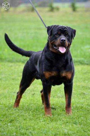 A réserver chiots rottweiler LOF